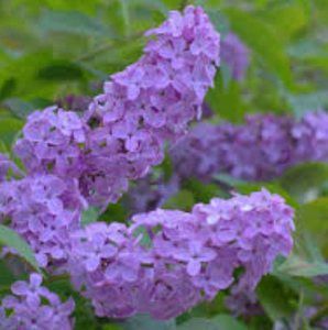 Meet your Posher, Lynn